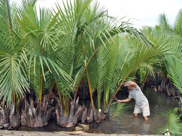 Các loại nhà lá, hướng dẫn lợp nhà bằng lá dừa và lá cọ truyền thống